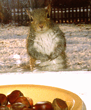Hungry grey squirrel